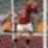 Forza_Roma!