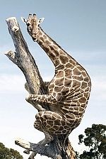 Жираф Большой, Жираф Большой