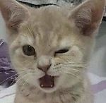 VK4502PAusfB, VK4502PAusfB