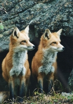 fox and fox, fox and fox