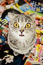 Sunny Rise, Sunny Rise