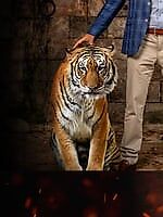 red tiger, red tiger