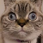 Кот-наркоман, Кот-наркоман