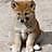 DinGo