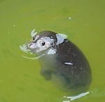 polyavelya, polyavelya polyavelya, polyavelya