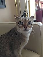 papostotopulos, papostotopulos