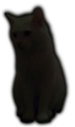 Kot, Kot