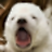 PolarBear13