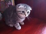 Данила Невгад, Данила Невгад