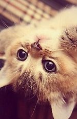 Виктория Манькова, Виктория Манькова