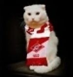 кошка Деревенского, кошка Деревенского