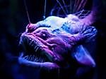 AnglerFish, AnglerFish