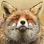 raposa-carinhosa, raposa-carinhosa