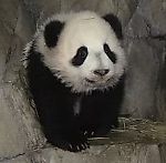 МЕДвеДЬ-2006, МЕДвеДЬ-2006