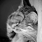 Kotopocalypse, Kotopocalypse