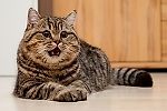 Котэ Барон, Котэ Барон Котэ Барон, Котэ Барон