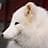 White Fox