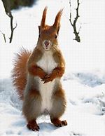 Squirrel, Squirrel