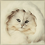 Irina Votinova, Irina Votinova