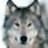 Gree Wolf of Caucasus