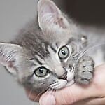 Серенький Тигренок, Серенький Тигренок