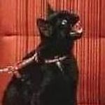 Simon Petrikov, Simon Petrikov