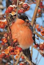 богучан, богучан