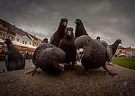 jdzelov, jdzelov