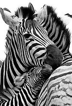 ZEbroiD, ZEbroiD