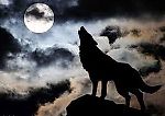 WoLf-001, WoLf-001