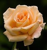 Rosa *, Rosa * Rosa *, Rosa *