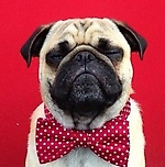 Михаил Коваленко, Михаил Коваленко