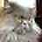 Catoleg