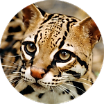 Евгений Баррис, Евгений Баррис