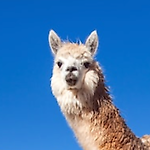 StatLama, StatLama StatLama, StatLama