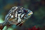 rockfish, rockfish