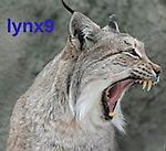 lynx9, lynx9