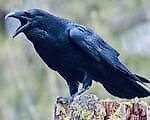 CorvusCrow, CorvusCrow
