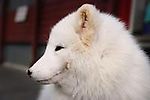 White Fox, White Fox