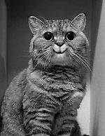 Obamagovorit, Obamagovorit