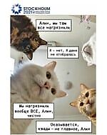 МиронКисКис, МиронКисКис