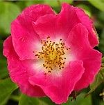 Lonely_Rose, Lonely_Rose