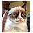 Кот Иноторы