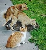 Хью Моржоуи, Хью Моржоуи