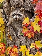 alexandrine43, alexandrine43