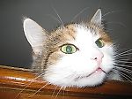 Кошка Мошка из лукошка, Кошка Мошка из лукошка