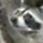 Raccoon