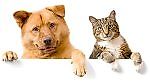 catsanddogs, catsanddogs