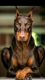 Никита Кожемяка, Никита Кожемяка