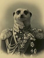 Meerkat, Meerkat